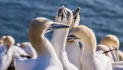 开云体育下载官网-经典战术暴露：分析欧冠淘汰赛的关键元素，欧冠淘汰赛赛制规则