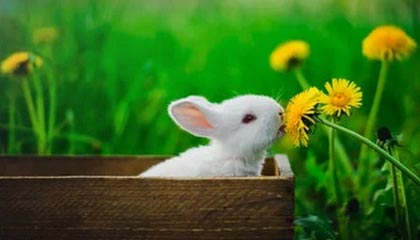 开云体育下载官网-经典战术暴露：分析欧冠淘汰赛的关键元素，欧冠淘汰赛赛制规则